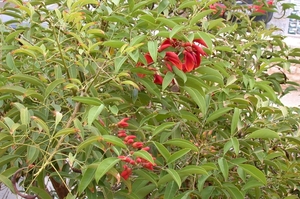DSCN3663