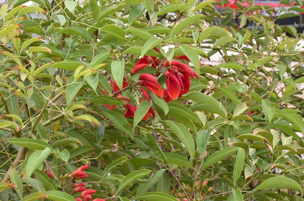 DSCN3664