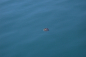 DSCN3739