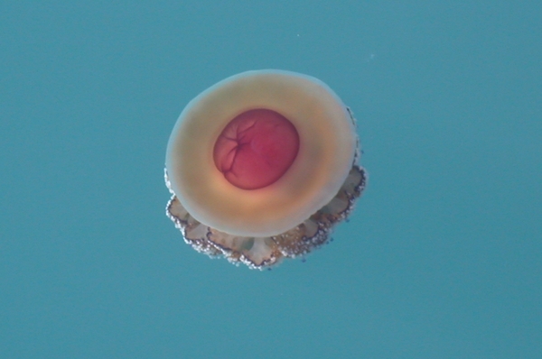 DSCN3741