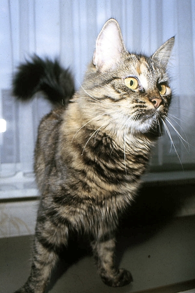 Skrolle, ons eerste poesje