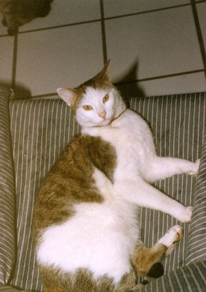 Oscar heeft 4 jaar bij ons gewoond.