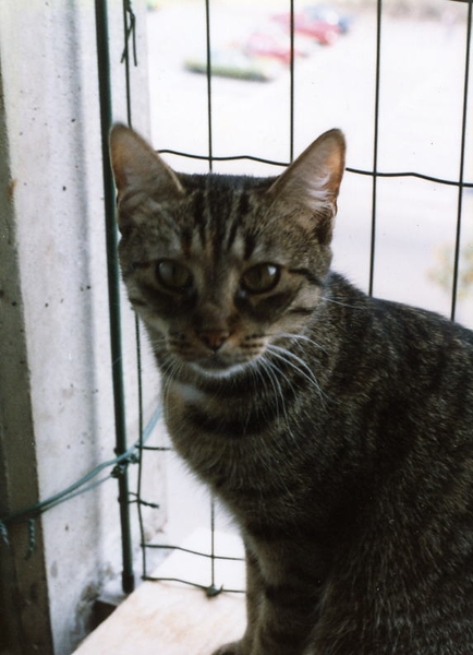 Festus, dochter van Skrolle