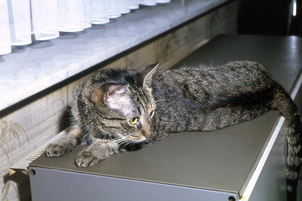 Festus van ons heengegaan op 18 juli 2001