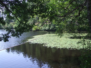 zwartewoud (7)