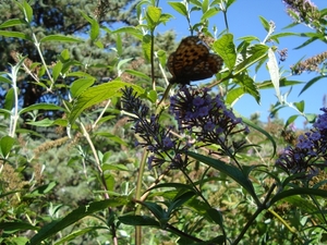 Een vlinder in Les Vignes