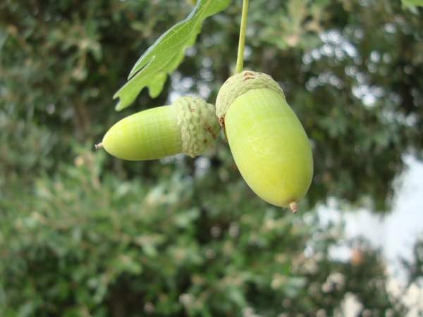 Eikels, de natuur kan ook mooi zijn.