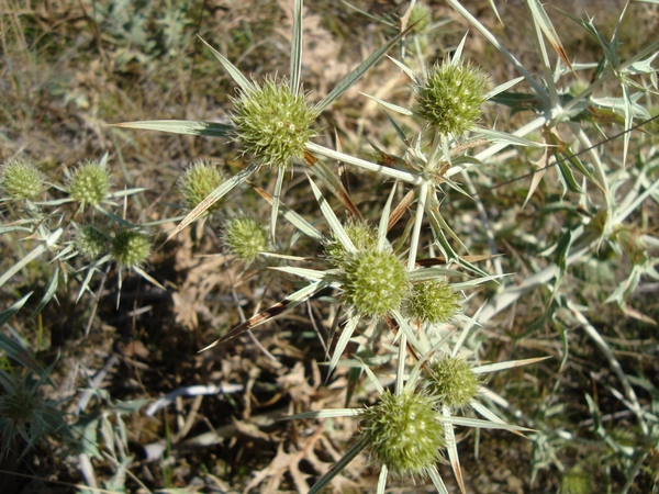 Distels in de Causse Mjean