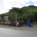 Karige grond, maar toch kleine bomen op Curacao