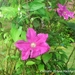 clematis 'Ernest Markham'