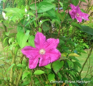 clematis 'Ernest Markham'