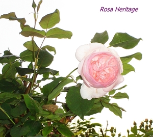 heritage