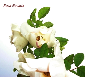 nevada detail