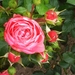 rosa leonardo davinci