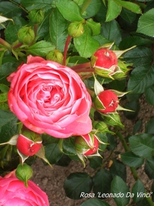 rosa leonardo davinci