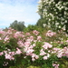 DSC02260