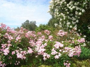 DSC02260
