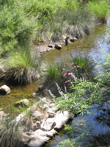 Schildpadden Poel op Griekse Eiland * Lesbos *