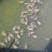 Poel met 500 waterschildpadden