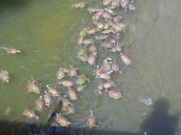 waterschildpad