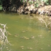 Waterschildpadden