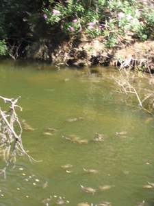 Waterschildpadden