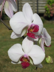 orchidee