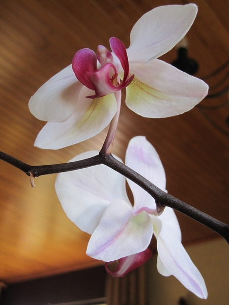 orchidee