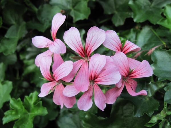 geranium