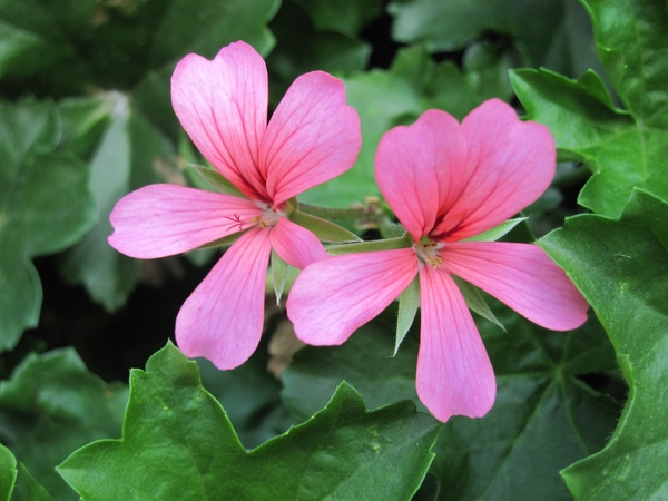 geranium