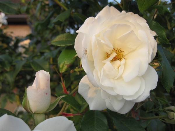 witte rozen