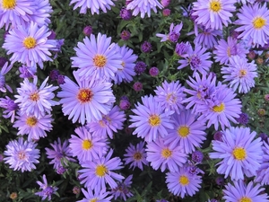 asters