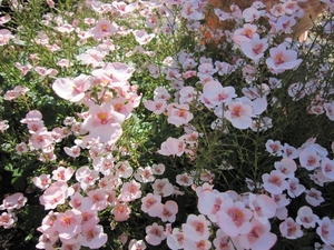 roze bloempjes
