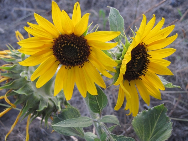 zonnebloemen