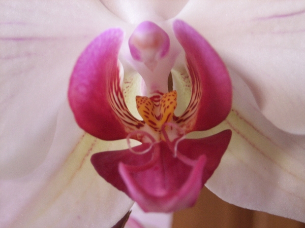 orchidee