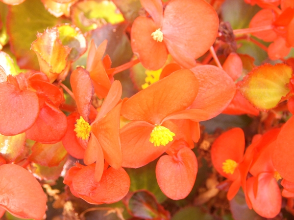 waterbegonia