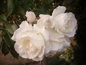 witte rozen