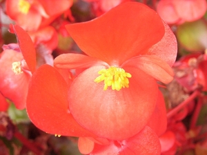 waterbegonia