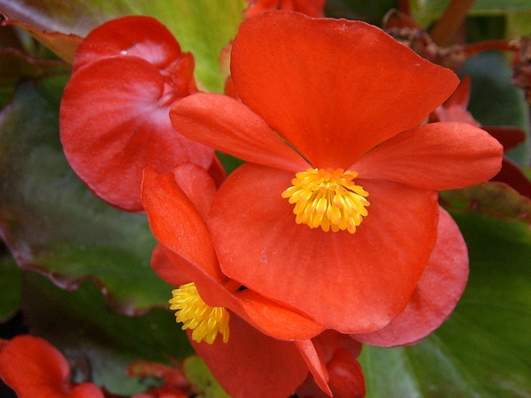 waterbegonia