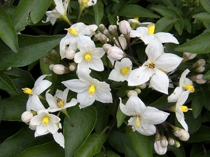 witte bloempjes