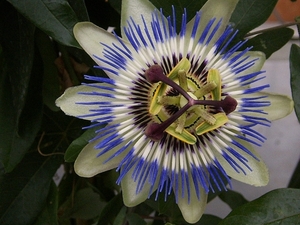 passiflora