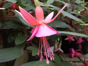 fushia