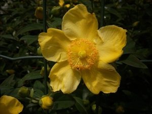 gele bloem