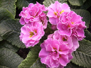 gekartelde sleutelbloemen