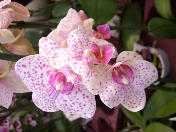 orchidee