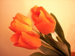 tulpen