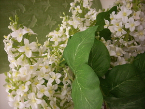 witte trosbloemen