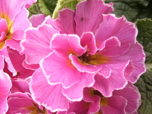 primula