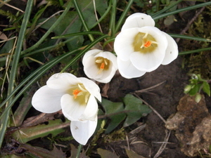 witte krokus