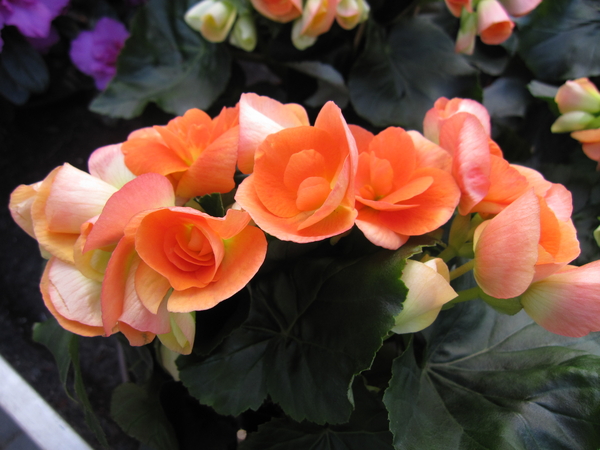 begonia